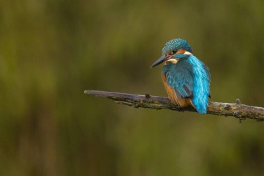 Avrupa Kingfisher uçuyor ve bir dal üzerine tünemiş