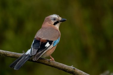 Avrasya kuşları, batı Avrupa ve kuzeybatı Afrika 'dan Hindistan' ın altkıtasına kadar uzanan geniş bir bölgede yaşayan bir orman kuşudur.