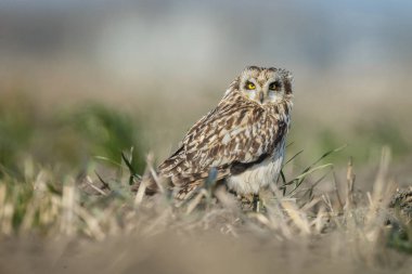 Doğadaki Kısa Kulaklı Baykuş..