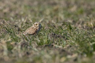 Doğadaki Kısa Kulaklı Baykuş..