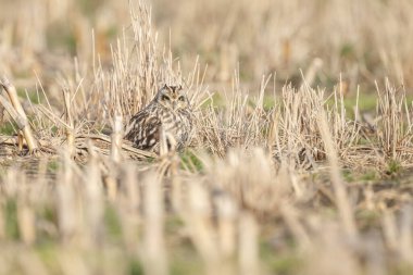 Doğadaki Kısa Kulaklı Baykuş..