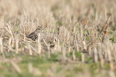 Doğadaki Kısa Kulaklı Baykuş.
