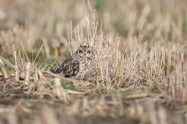 Doğadaki Kısa Kulaklı Baykuş.