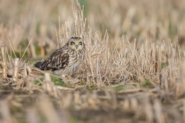 Doğadaki Kısa Kulaklı Baykuş.