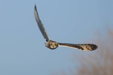 Doğadaki Kısa Kulaklı Baykuş.
