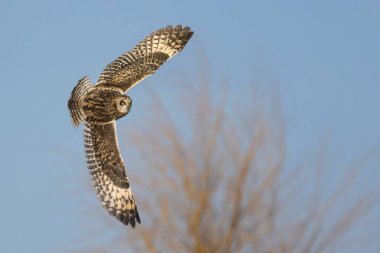 Doğadaki Kısa Kulaklı Baykuş.
