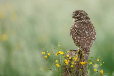 Athena baykuşu ya da Minerva baykuşu olarak da bilinen küçük baykuş, Avrupa 'nın ılıman ve ılık bölgelerinde yaşayan bir kuştur.