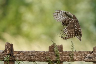 Athena baykuşu ya da Minerva baykuşu olarak da bilinen küçük baykuş, Avrupa 'nın ılıman ve ılık bölgelerinde yaşayan bir kuştur.
