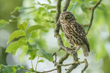 Athena baykuşu ya da Minerva baykuşu olarak da bilinen küçük baykuş, Avrupa 'nın ılıman ve ılık bölgelerinde yaşayan bir kuştur.