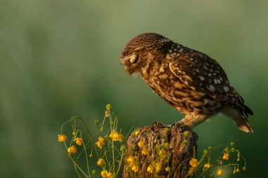Athena baykuşu ya da Minerva baykuşu olarak da bilinen küçük baykuş, Avrupa 'nın ılıman ve ılık bölgelerinde yaşayan bir kuştur.
