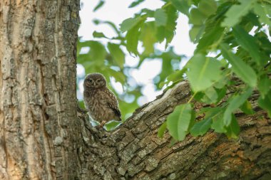 Athena baykuşu ya da Minerva baykuşu olarak da bilinen küçük baykuş, Avrupa 'nın ılıman ve ılık bölgelerinde yaşayan bir kuştur.