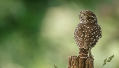 Athena baykuşu ya da Minerva baykuşu olarak da bilinen küçük baykuş, Avrupa 'nın ılıman ve ılık bölgelerinde yaşayan bir kuştur.