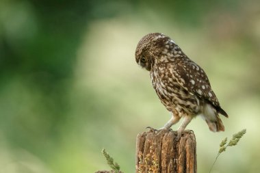 Athena baykuşu ya da Minerva baykuşu olarak da bilinen küçük baykuş, Avrupa 'nın ılıman ve ılık bölgelerinde yaşayan bir kuştur.