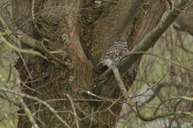 Athena baykuşu ya da Minerva baykuşu olarak da bilinen küçük baykuş, Avrupa 'nın ılıman ve ılık bölgelerinde yaşayan bir kuştur.