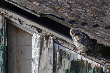 Athena baykuşu ya da Minerva baykuşu olarak da bilinen küçük baykuş, Avrupa 'nın ılıman ve ılık bölgelerinde yaşayan bir kuştur.