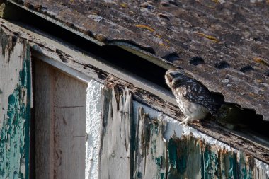 Athena baykuşu ya da Minerva baykuşu olarak da bilinen küçük baykuş, Avrupa 'nın ılıman ve ılık bölgelerinde yaşayan bir kuştur.
