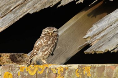 Athena baykuşu ya da Minerva baykuşu olarak da bilinen küçük baykuş, Avrupa 'nın ılıman ve ılık bölgelerinde yaşayan bir kuştur.