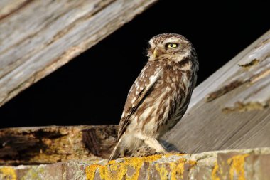 Athena baykuşu ya da Minerva baykuşu olarak da bilinen küçük baykuş, Avrupa 'nın ılıman ve ılık bölgelerinde yaşayan bir kuştur.