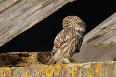 Athena baykuşu ya da Minerva baykuşu olarak da bilinen küçük baykuş, Avrupa 'nın ılıman ve ılık bölgelerinde yaşayan bir kuştur.