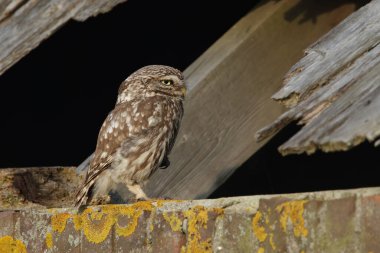 Athena baykuşu ya da Minerva baykuşu olarak da bilinen küçük baykuş, Avrupa 'nın ılıman ve ılık bölgelerinde yaşayan bir kuştur.