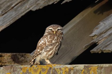 Athena baykuşu ya da Minerva baykuşu olarak da bilinen küçük baykuş, Avrupa 'nın ılıman ve ılık bölgelerinde yaşayan bir kuştur.