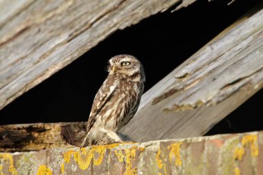 Athena baykuşu ya da Minerva baykuşu olarak da bilinen küçük baykuş, Avrupa 'nın ılıman ve ılık bölgelerinde yaşayan bir kuştur.