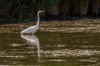 Büyük balıkçıl (Ardea alba), balıkçılgiller (Ardea) familyasından bir balık türü.,