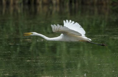 Büyük balıkçıl (Ardea alba), balıkçılgiller (Ardea) familyasından bir balık türü.,
