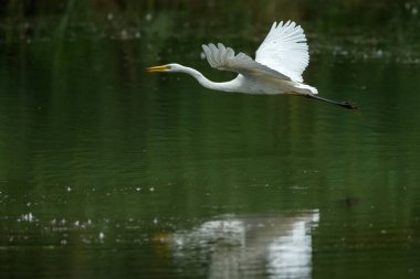 Büyük balıkçıl (Ardea alba), balıkçılgiller (Ardea) familyasından bir balık türü.,