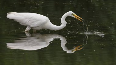 Büyük balıkçıl (Ardea alba), balıkçılgiller (Ardea) familyasından bir balık türü.,