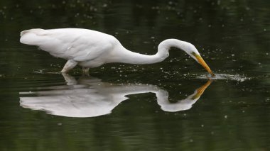 Büyük balıkçıl (Ardea alba), balıkçılgiller (Ardea) familyasından bir balık türü.,