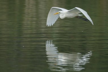 Büyük balıkçıl (Ardea alba), balıkçılgiller (Ardea) familyasından bir balık türü.,