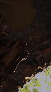 Ağaç gövdesindeki devasa raf mantarları nefes alıyor gibi görünür ve sıcak güneş ışığında zayıf buhar yayar. Parlayan gözenekler ve sihirli doku gizemli, sakin bir orman atmosferi yaratır..