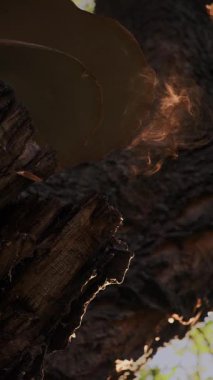 Büyük bej raf mantarları devasa bir ağaç gövdesinde yetişir, gözenekli yüzeyleri sıcak güneş ışığında parlar. Sihirli doku ve doğal detaylar vurgulanıyor, dingin ve büyüleyici bir orman atmosferi yaratıyor..