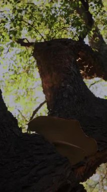 Dev bir ağaç gövdesinde büyüyen büyük raf mantarları gün ışığında hafifçe parlıyorlar. Gözenekli yüzeyleri ve doğal dokuları büyüleyici, neredeyse canlı bir orman manzarası yaratıyor..