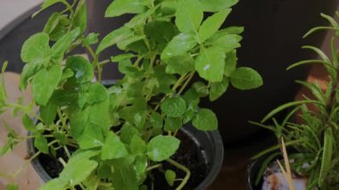 Kavanozdaki küçük fesleğen çalısı balkon masasındaki biberiyenin yanında duruyor. Yapraklar güneş ışığında su damlacıklarıyla parlayarak taze, canlı ve rahat bir ev bahçesi sahnesi oluşturur..