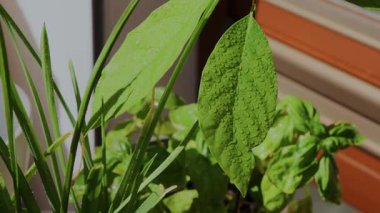 Avokado yaprakları ve güneşli bir balkonda su damlacıklarıyla kaplı yeşil sarımsaklı filizler. Hafif bir esinti yeşillikleri hareket ettirir, taze, canlı ve canlı bir iç mekan sahnesi yaratır..