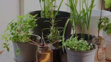 Sıcak güneş ışığında, bir balkon masasının üzerinde saksıda duran bitkilerin yan görüntüsü. Yeşil yapraklar ve otlar, canlı yeşillikler ve taze atmosferle rahat, doğal bir ev bahçesi sahnesi yaratıyor..