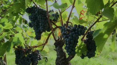 Büyük, olgun kırmızı üzüm kümeleri rüzgarda yavaşça sallanırlar. Güneş ışığı, canlı renklerini ön plana çıkararak, doğa ve şarap temaları için mükemmel, taze, canlı ve atmosferik bir üzüm bağı sahnesi yaratıyor..