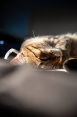 Bir tekir kedi, yumuşak bir tekstil yüzeyinde uzanıp, güneş ışığının kürkünü okşayarak doğal çizgilerini yükselten bir ışık ve gölge oyunu yaratarak derin bir rahatlama anından zevk alır. Fotoğraf, vücut ve kuyruk üzerinde detaylı bir şekilde çekilmiş.,