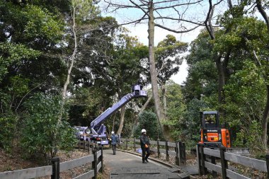 Shinjuku Gyo-en Ulusal Bahçesi 'nde ağaç kesen işçiler, Shinjuku, Tokyo, Japonya, 29 Şubat 2024