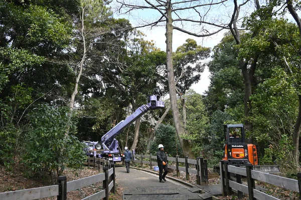 Shinjuku Gyo-en Ulusal Bahçesi 'nde ağaç kesen işçiler, Shinjuku, Tokyo, Japonya, 29 Şubat 2024