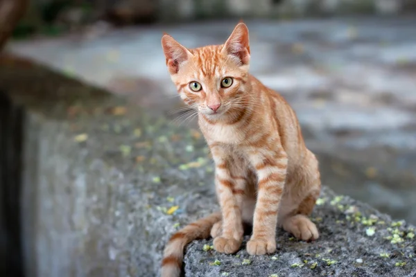 Söt ingefära kattunge. — Stockfoto