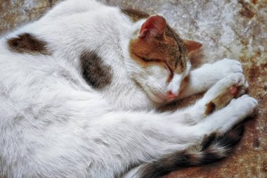 Siyah benekli beyaz kedi yerde yatıyor..