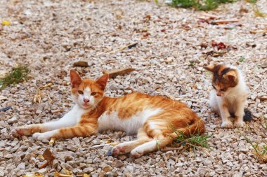 Kedisi çakılların üzerinde yatan kızıl evsiz kedi..