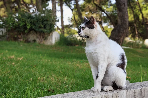摩洛哥丹吉尔黑白相间的斑点猫的肖像 — 图库照片