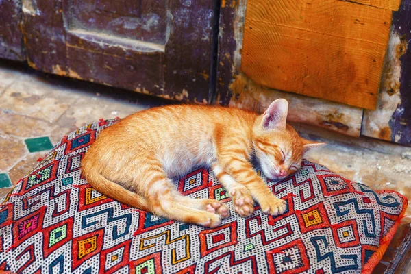 Pequeno Gatinho Vermelho Dormindo Travesseiro Quarto Medina Fez Marrocos — Fotografia de Stock