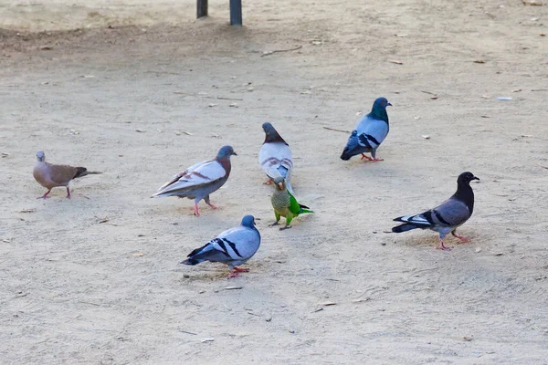 Loro Salvaje Suelo Rodeado Palomas Ciudad — Foto de Stock