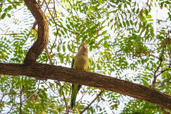 Дикий Попугай Сидит Дереве Окружении Зеленой Листвы — стоковое фото
