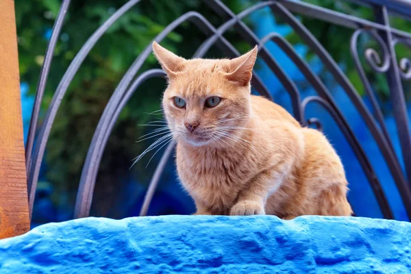 모로코 메디나 지역에 사는우아 고양이입니다 도시는 색조를 명하며 따라서 방문객들에게 — 스톡 사진